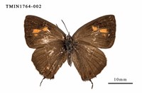 藏品(碧翠灰蝶)的圖片